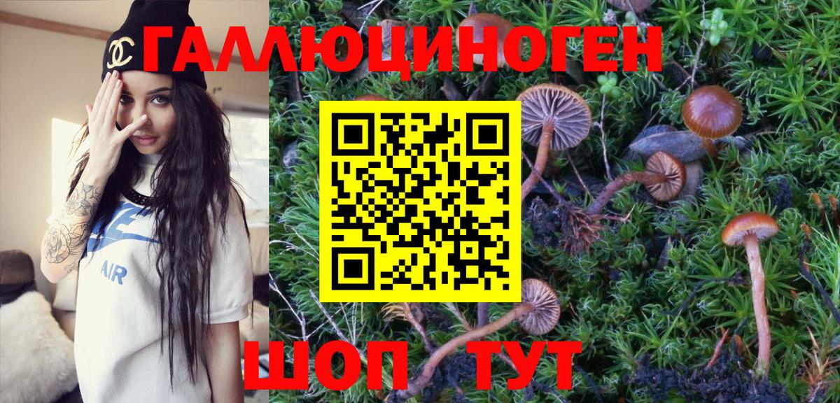 Псилоцибиновые грибы Psilocybe Муравленко